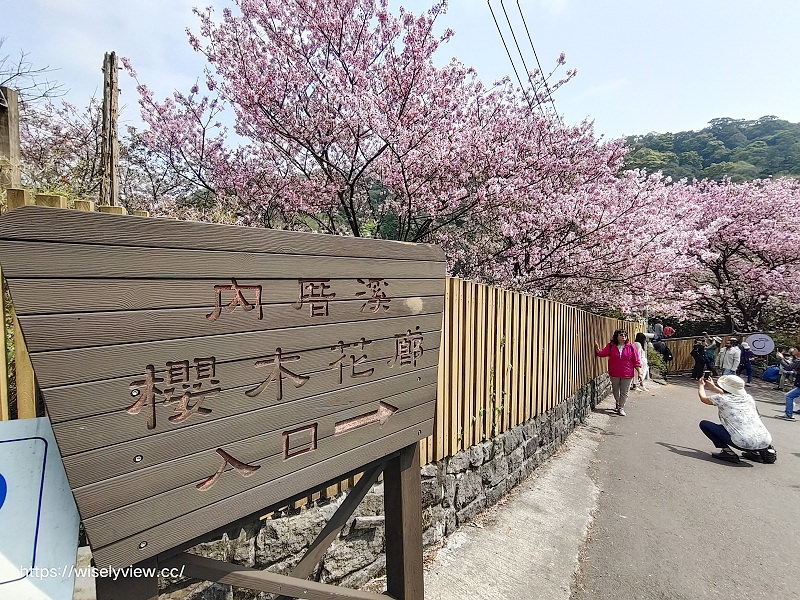 內厝溪 櫻木花廊。橘咖啡︱陽明山平等里賞櫻景點
