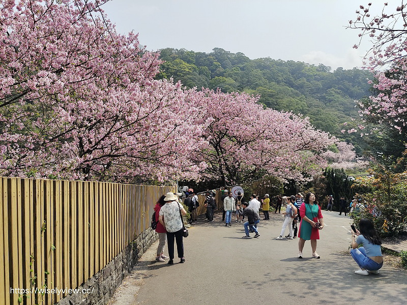 內厝溪 櫻木花廊。橘咖啡︱陽明山平等里賞櫻景點