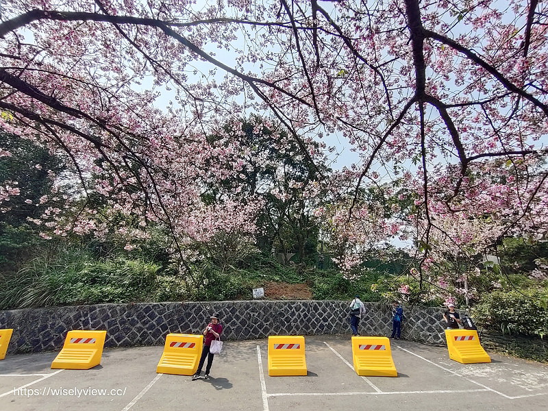 內厝溪 櫻木花廊。橘咖啡︱陽明山平等里賞櫻景點