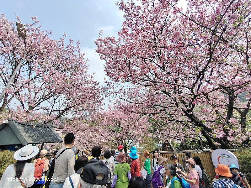 內厝溪 櫻木花廊。橘咖啡︱陽明山平等里賞櫻景點