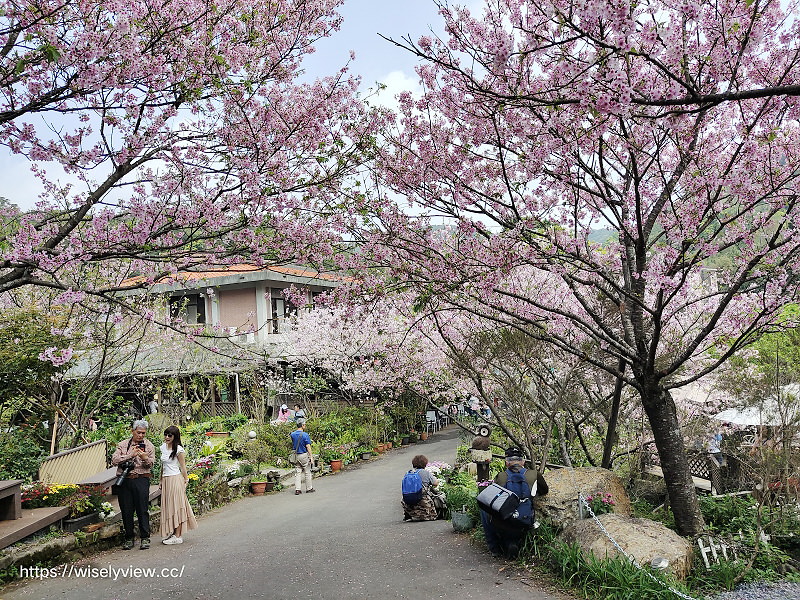 內厝溪 櫻木花廊。橘咖啡︱陽明山平等里賞櫻景點