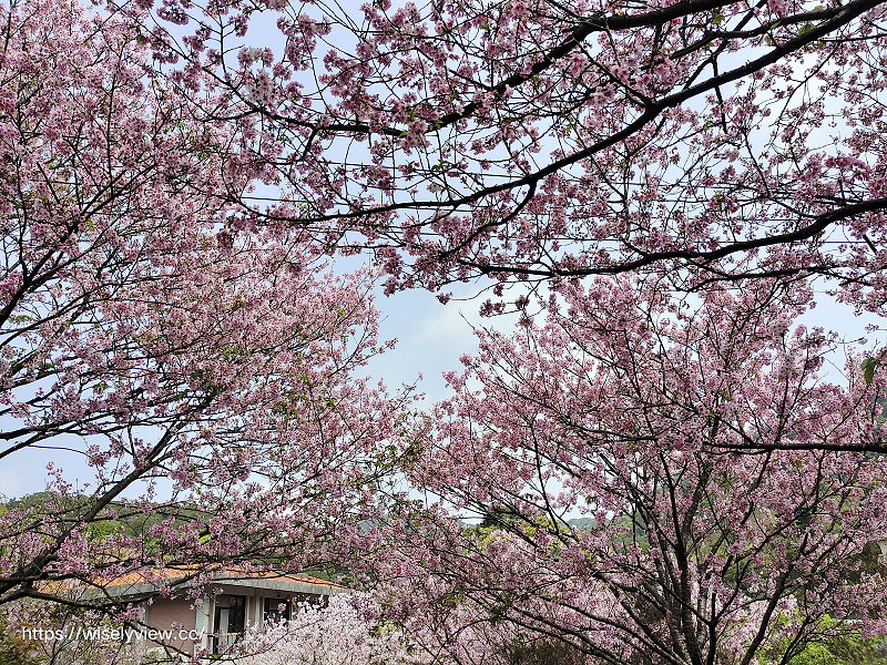 內厝溪 櫻木花廊。橘咖啡︱陽明山平等里賞櫻景點