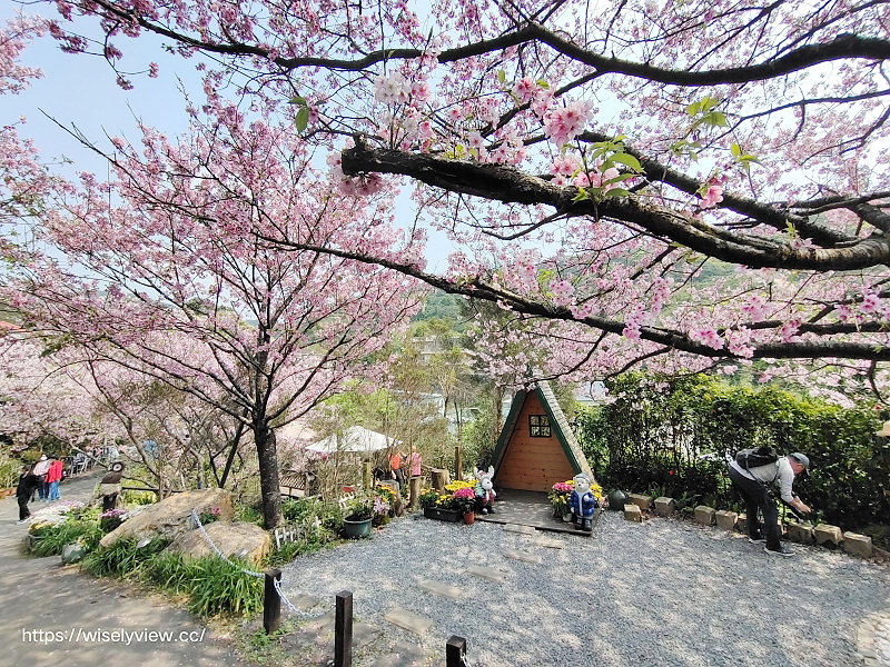 內厝溪 櫻木花廊。橘咖啡︱陽明山平等里賞櫻景點
