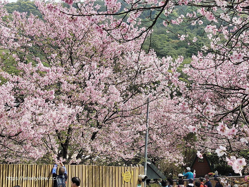 內厝溪 櫻木花廊。橘咖啡︱陽明山平等里賞櫻景點