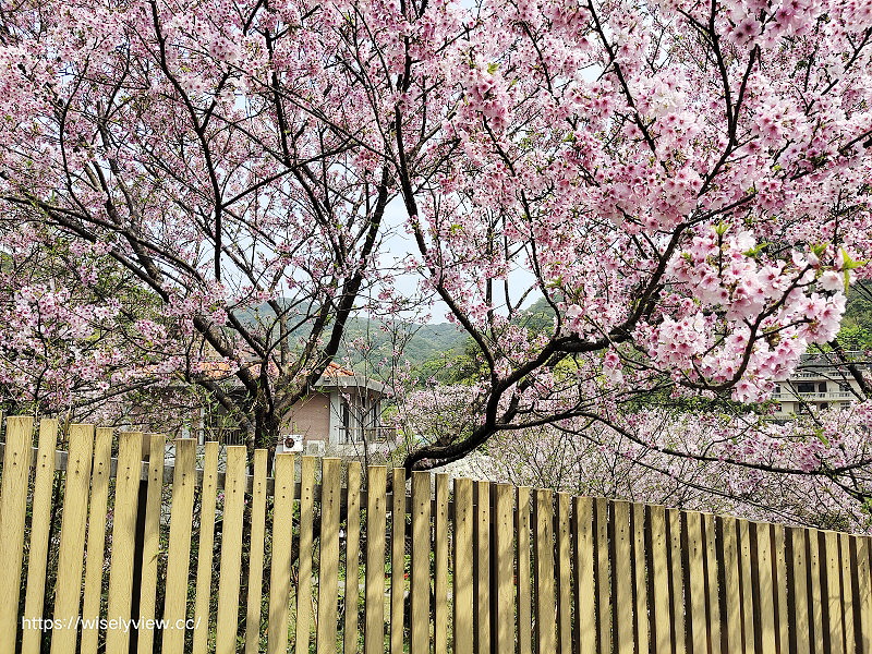 內厝溪 櫻木花廊。橘咖啡︱陽明山平等里賞櫻景點