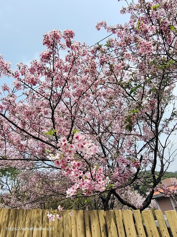 內厝溪 櫻木花廊。橘咖啡︱陽明山平等里賞櫻景點