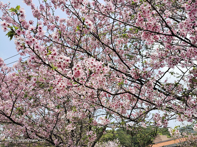內厝溪 櫻木花廊。橘咖啡︱陽明山平等里賞櫻景點