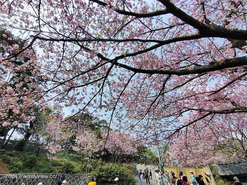 內厝溪 櫻木花廊。橘咖啡︱陽明山平等里賞櫻景點