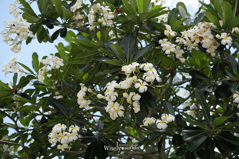 SONY FE 20-70mm F4 G + STC 二代 PURE Hybrid CPL偏光鏡︱廣角中焦組合全幅輕巧鏡～普吉島實拍