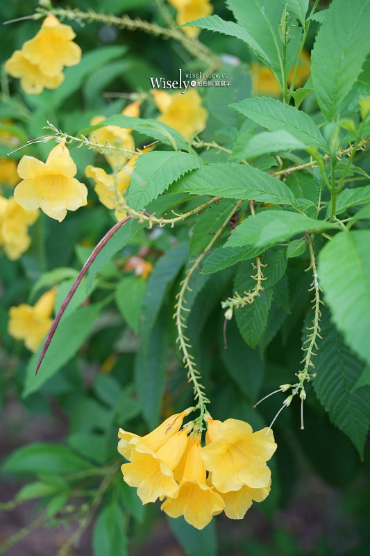 SONY FE 20-70mm F4 G + STC 二代 PURE Hybrid CPL偏光鏡︱廣角中焦組合全幅輕巧鏡～普吉島實拍