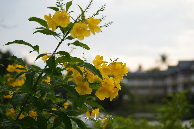 SONY FE 20-70mm F4 G + STC 二代 PURE Hybrid CPL偏光鏡︱廣角中焦組合全幅輕巧鏡～普吉島實拍