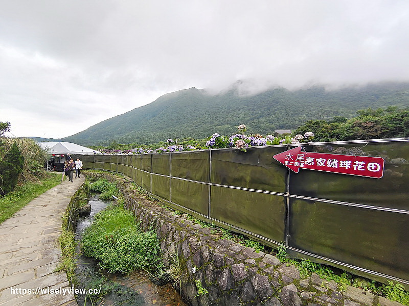 高家繡球花田。水尾第二園區︱陽明山竹子湖海芋大道～台北繡球花景點