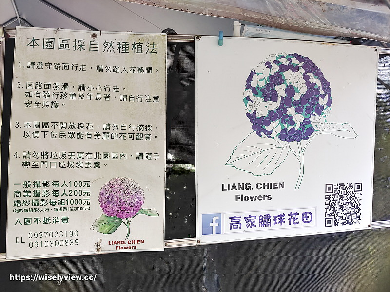 高家繡球花田。水尾第二園區︱陽明山竹子湖海芋大道～台北繡球花景點