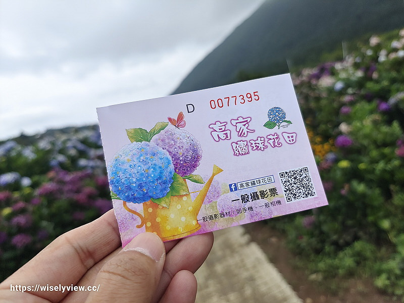 高家繡球花田。水尾第二園區︱陽明山竹子湖海芋大道～台北繡球花景點