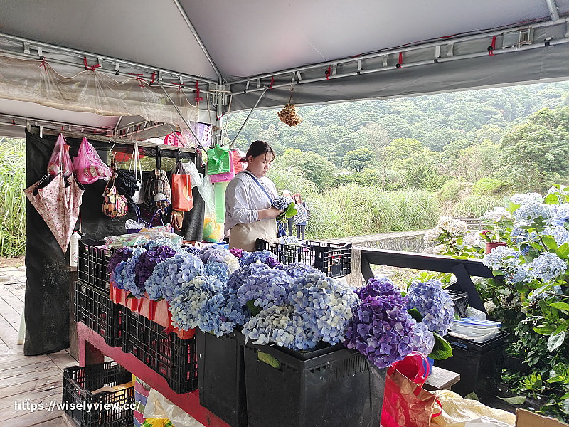 高家繡球花田。水尾第二園區︱陽明山竹子湖海芋大道～台北繡球花景點