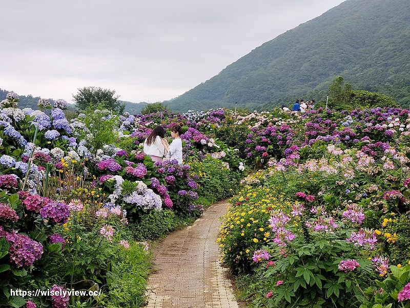 高家繡球花田。水尾第二園區︱陽明山竹子湖海芋大道～台北繡球花景點
