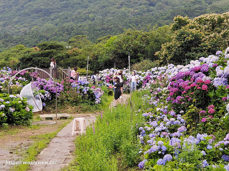高家繡球花田。水尾第二園區︱陽明山竹子湖海芋大道～台北繡球花景點