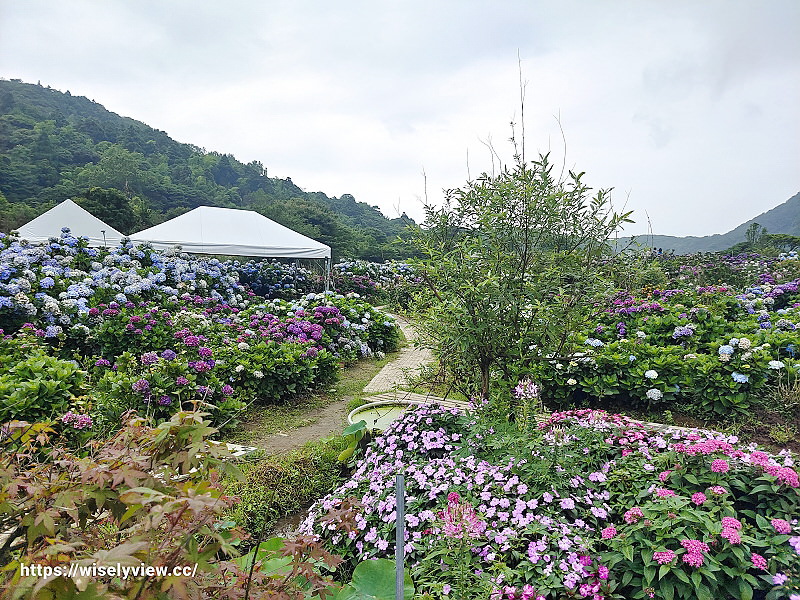 高家繡球花田。水尾第二園區︱陽明山竹子湖海芋大道～台北繡球花景點