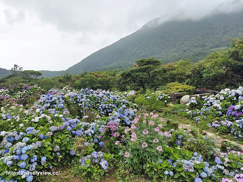高家繡球花田。水尾第二園區︱陽明山竹子湖海芋大道～台北繡球花景點
