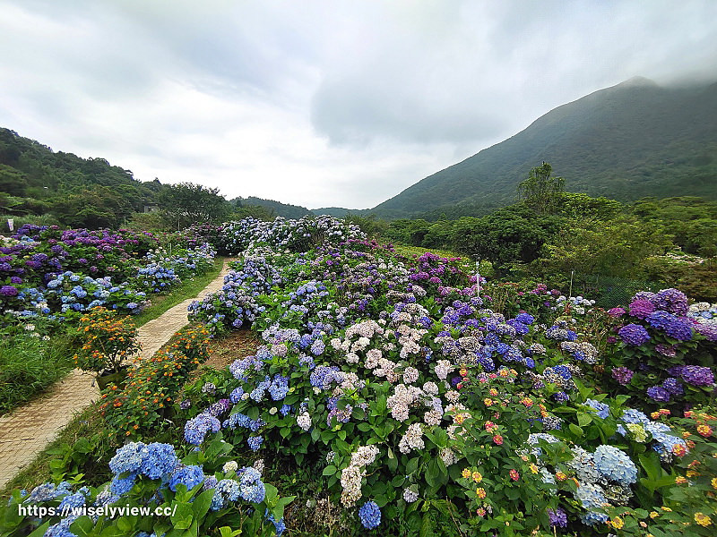 高家繡球花田。水尾第二園區︱陽明山竹子湖海芋大道～台北繡球花景點