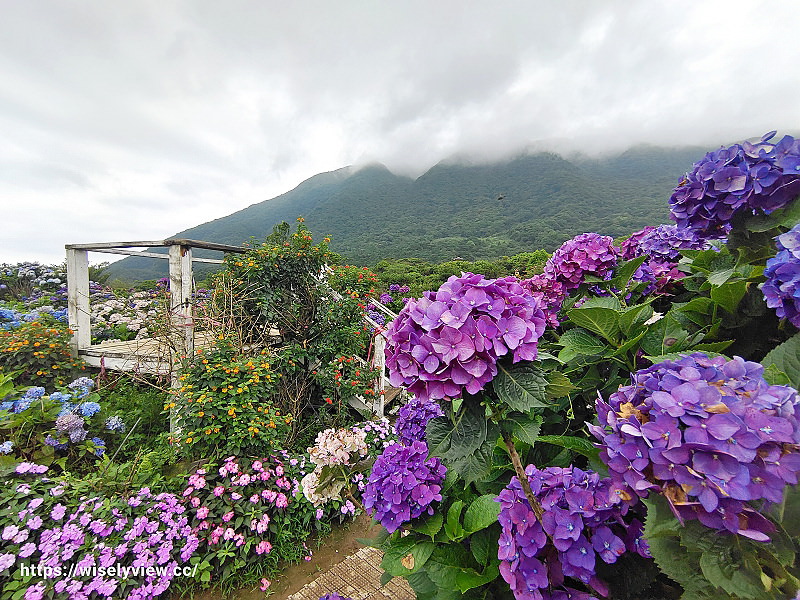 高家繡球花田。水尾第二園區︱陽明山竹子湖海芋大道～台北繡球花景點