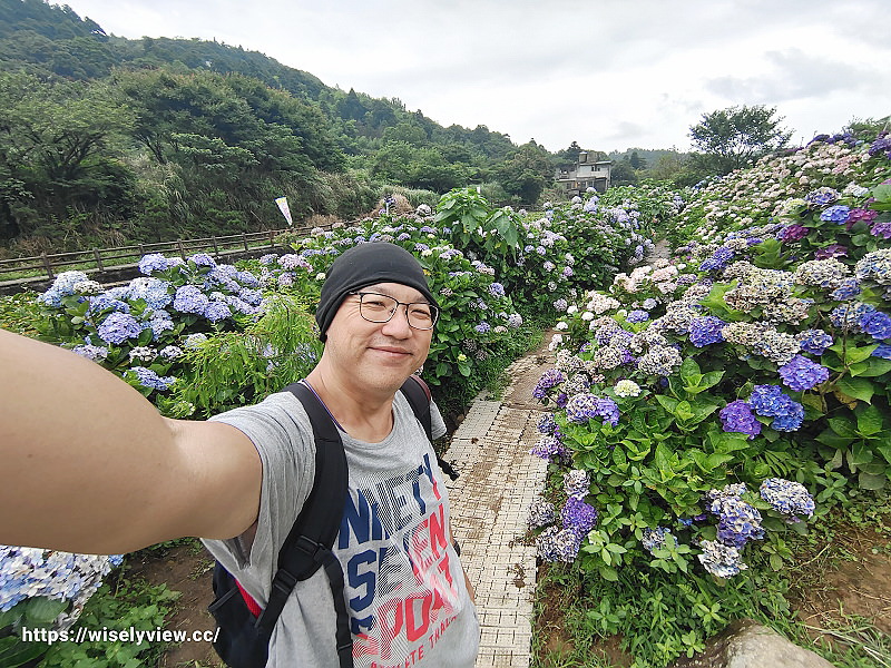 高家繡球花田。水尾第二園區︱陽明山竹子湖海芋大道～台北繡球花景點