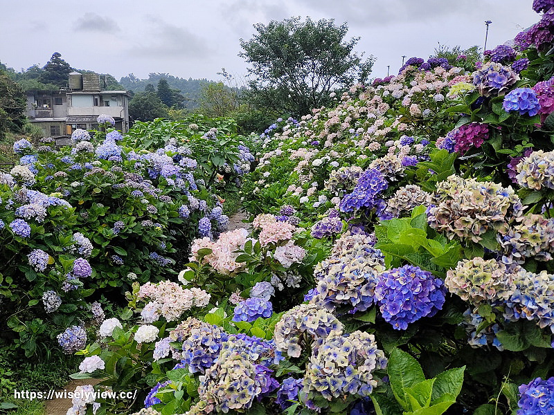 高家繡球花田。水尾第二園區︱陽明山竹子湖海芋大道～台北繡球花景點
