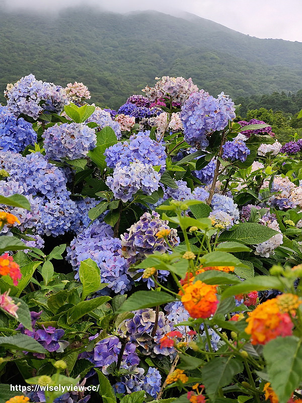 高家繡球花田。水尾第二園區︱陽明山竹子湖海芋大道～台北繡球花景點