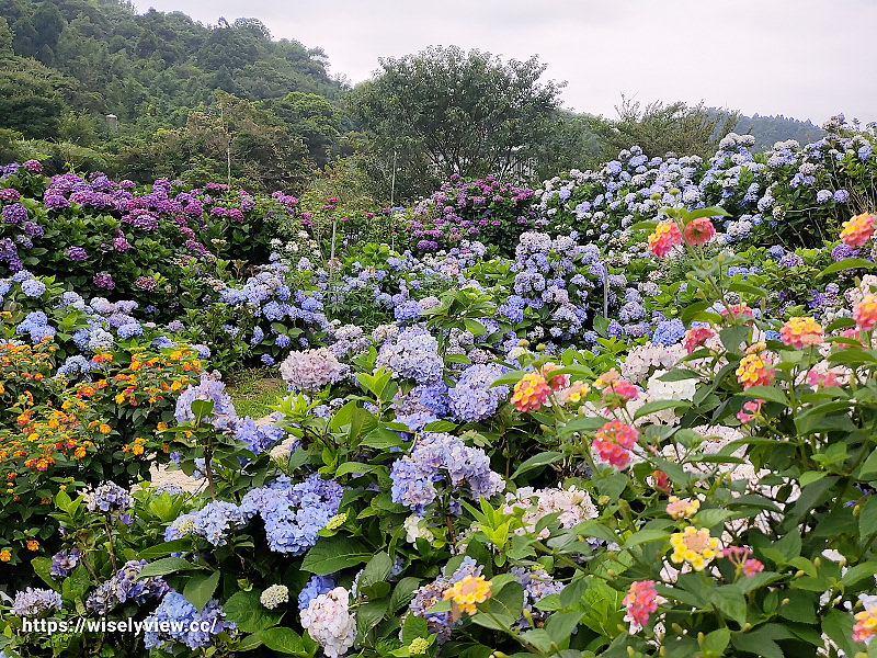 高家繡球花田。水尾第二園區︱陽明山竹子湖海芋大道～台北繡球花景點