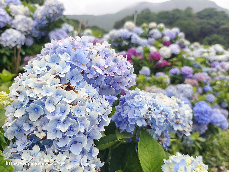 高家繡球花田。水尾第二園區︱陽明山竹子湖海芋大道～台北繡球花景點