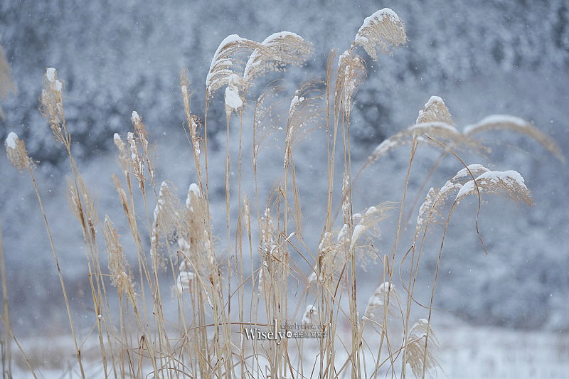 田澤湖。農家民宿 輝湖︱來去日本秋田鄉下住一晚，感受主人家盛情接待，一泊二食台幣2000有找