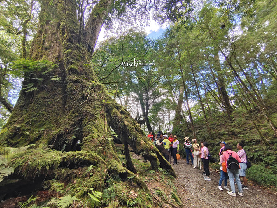 棲蘭神木園區 一日遊懶人包︱預約購票交通接駁設施，此生必訪台灣秘境