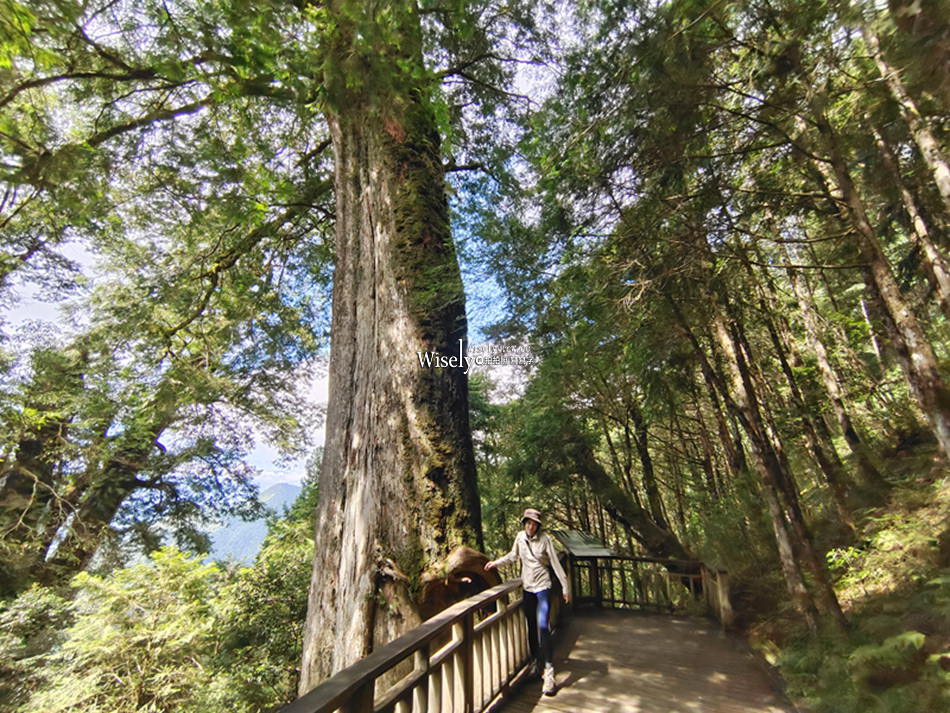 宜蘭大同 棲蘭山莊︱神木之林與小木屋之森，一泊二食分享探訪