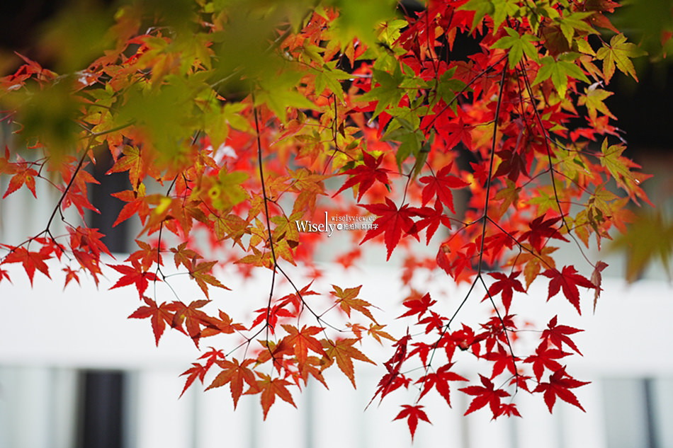 湯原溫泉_砂湯 神隱少女取景地︱岡山真庭賞楓拍照打卡景點