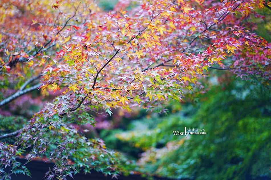 湯原溫泉_砂湯 神隱少女取景地︱岡山真庭賞楓拍照打卡景點