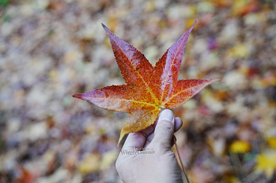 湯原溫泉_砂湯 神隱少女取景地︱岡山真庭賞楓拍照打卡景點
