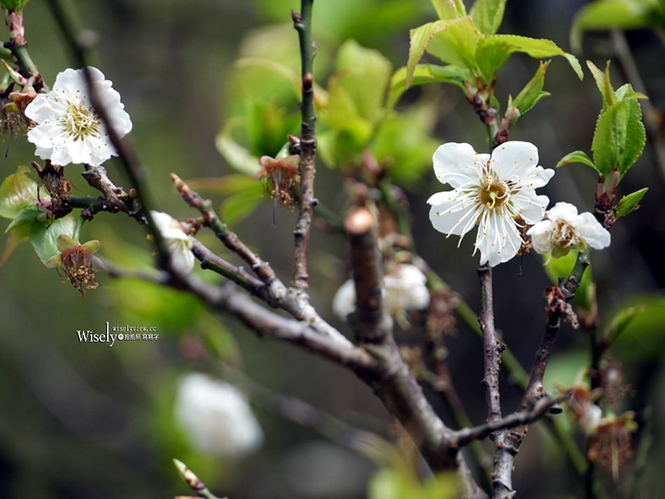 陽明山花季。台北一日遊︱花鐘、草山行館、陽明春天、平菁街櫻花巷