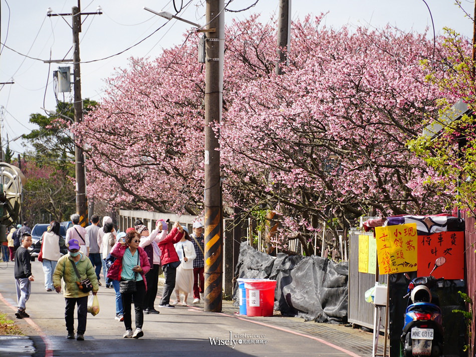 陽明山花季。台北一日遊︱花鐘、草山行館、陽明春天、平菁街櫻花巷