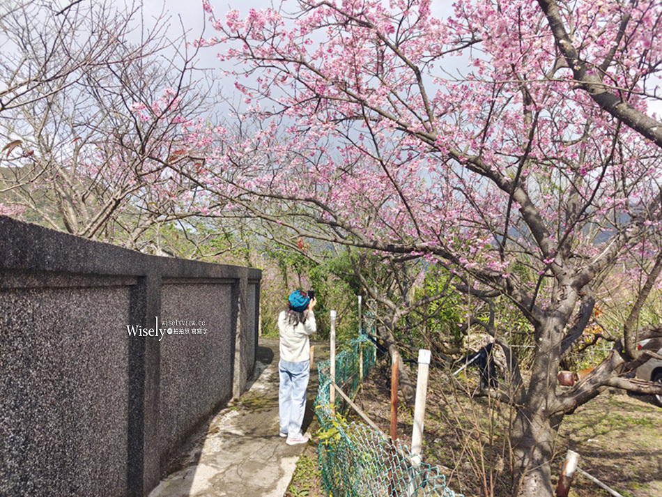 陽明山花季。台北一日遊︱花鐘、草山行館、陽明春天、平菁街櫻花巷
