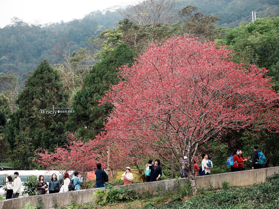 櫻悅景觀渡假別墅︱宜蘭民宿賞櫻景點，大同鄉玉蘭茶園旁櫻花隧道