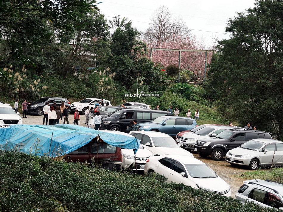 櫻悅景觀渡假別墅︱宜蘭民宿賞櫻景點，大同鄉玉蘭茶園旁櫻花隧道