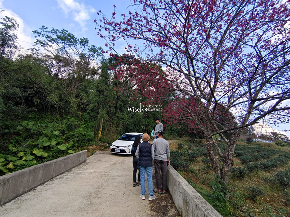 櫻悅景觀渡假別墅︱宜蘭民宿賞櫻景點，大同鄉玉蘭茶園旁櫻花隧道