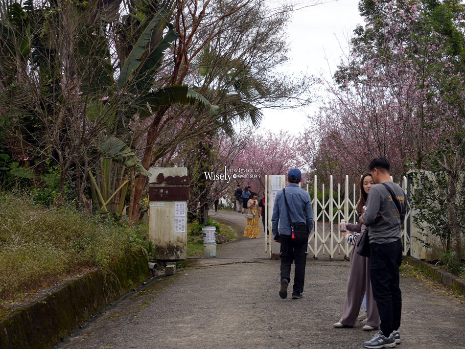 櫻悅景觀渡假別墅︱宜蘭民宿賞櫻景點，大同鄉玉蘭茶園旁櫻花隧道