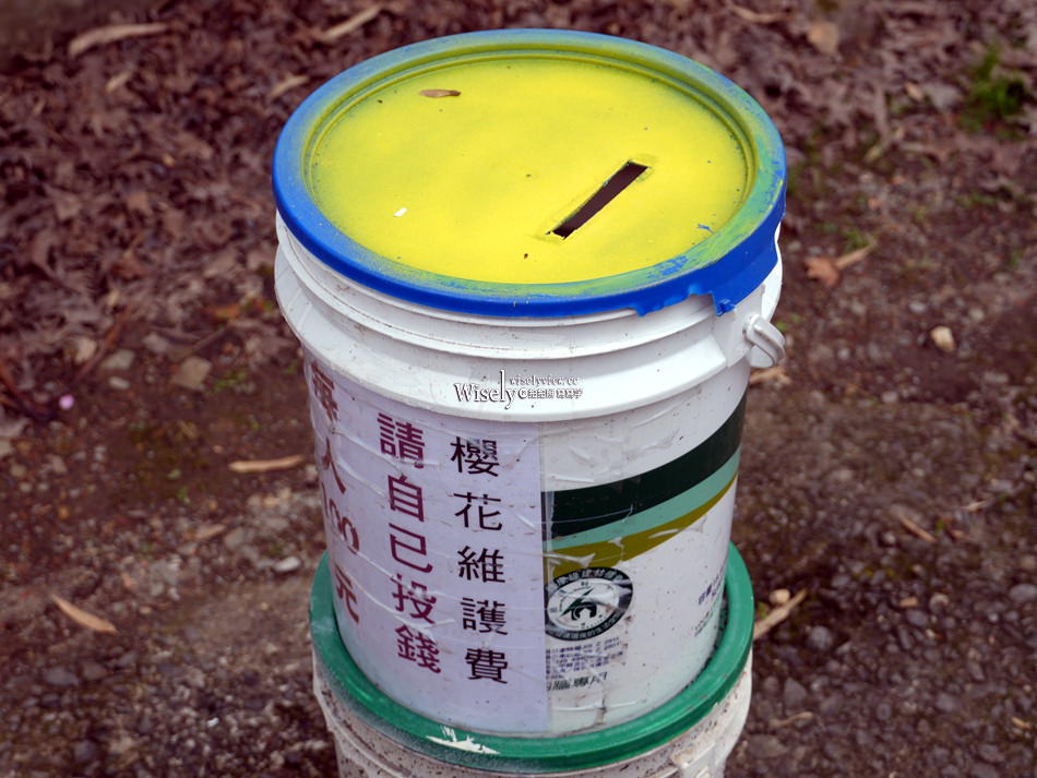 櫻悅景觀渡假別墅︱宜蘭民宿賞櫻景點，大同鄉玉蘭茶園旁櫻花隧道