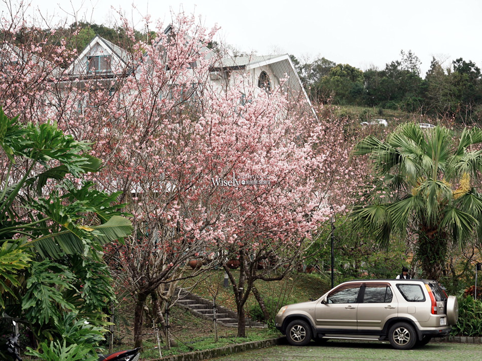 櫻悅景觀渡假別墅︱宜蘭民宿賞櫻景點，大同鄉玉蘭茶園旁櫻花隧道