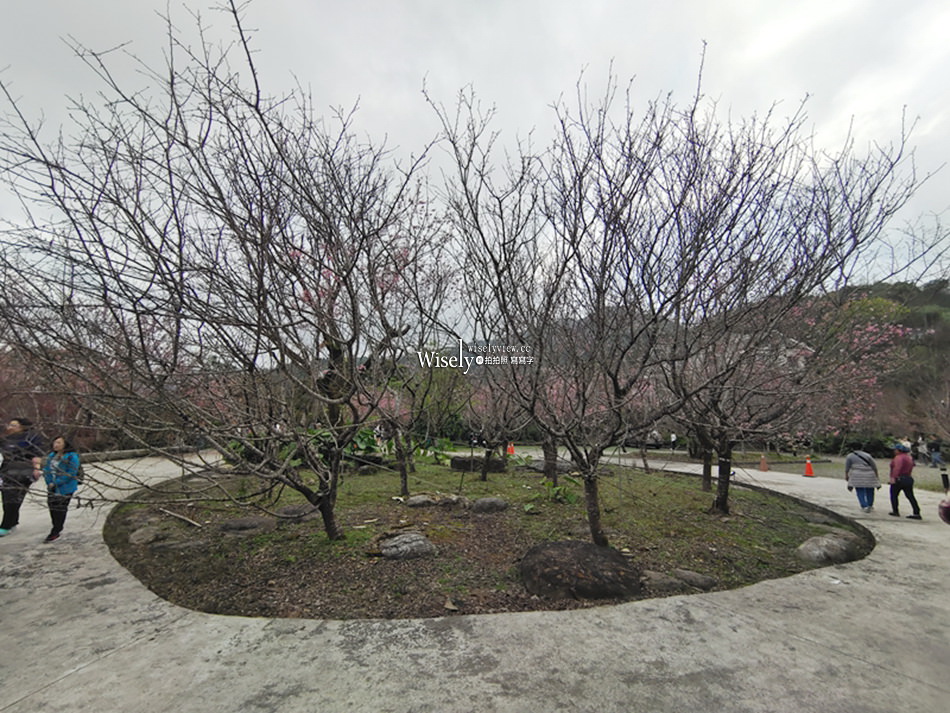 櫻悅景觀渡假別墅︱宜蘭民宿賞櫻景點，大同鄉玉蘭茶園旁櫻花隧道