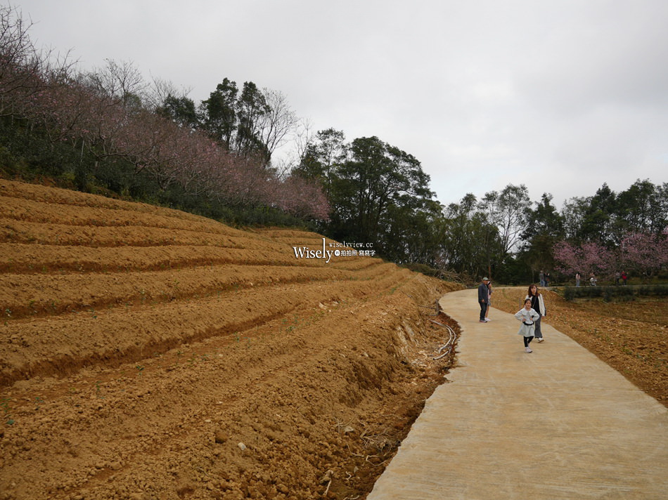 櫻悅景觀渡假別墅︱宜蘭民宿賞櫻景點，大同鄉玉蘭茶園旁櫻花隧道
