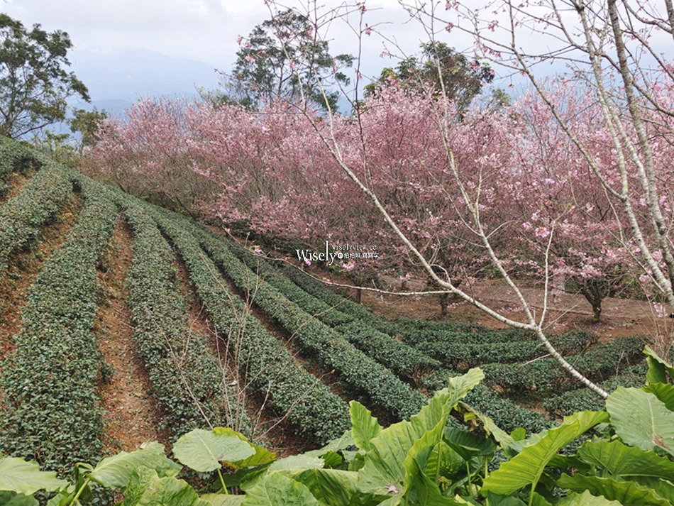 櫻悅景觀渡假別墅︱宜蘭民宿賞櫻景點，大同鄉玉蘭茶園旁櫻花隧道