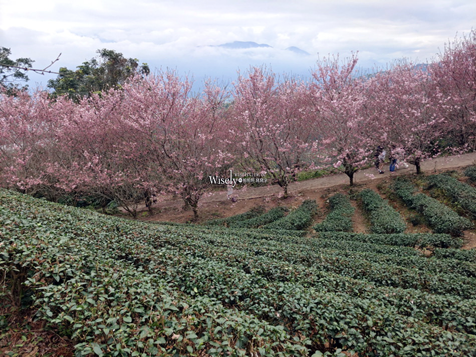櫻悅景觀渡假別墅︱宜蘭民宿賞櫻景點，大同鄉玉蘭茶園旁櫻花隧道