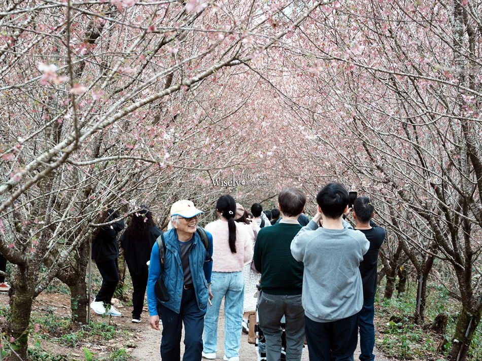 櫻悅景觀渡假別墅︱宜蘭民宿賞櫻景點，大同鄉玉蘭茶園旁櫻花隧道
